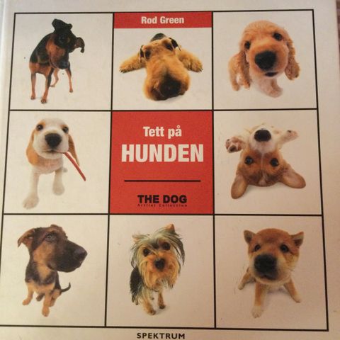 Tett på hunden, The Dog