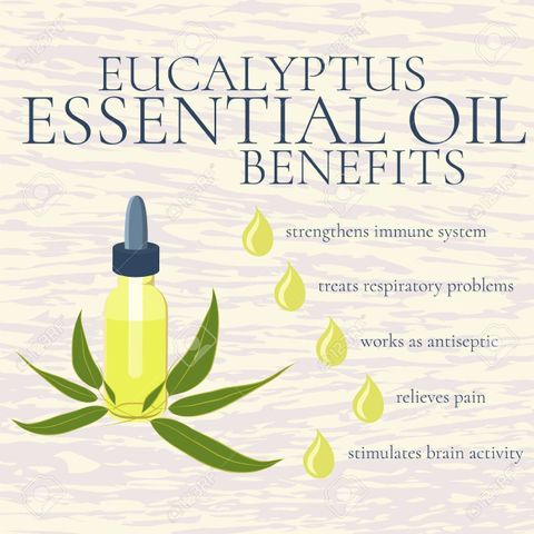 Eucalyptus Eterisk Olje / Eucalyptus Essential Oil HUGE Bottle 100ml /1500 drops