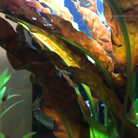 cryptocoryne