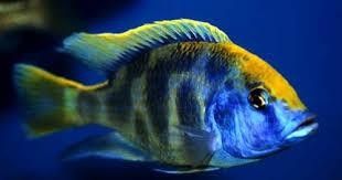 Nimbochromis venustus