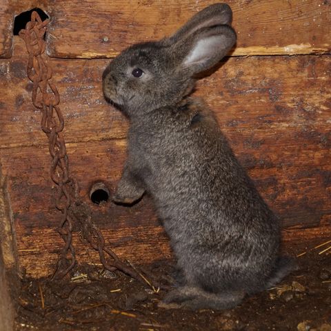 Belgisk kjempe kaninunger til salgs