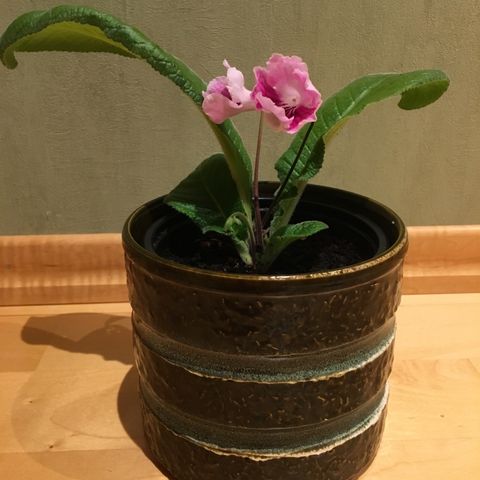 Vakre vrifrukt/streptokarpus