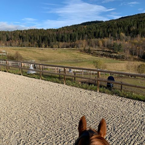 Stallplass i Oslo - Ridesenter med alle fasiliteter og store beiter