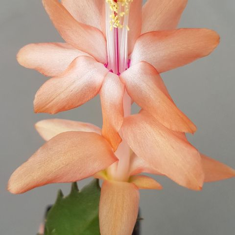 Novemberkaktus/ julekaktus Schlumbergera 'Chrismas Fantasy'