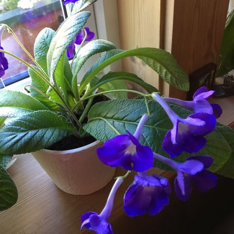 Sjelden gammel sorte vrifrukt / streptokarpus.