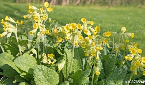 Stauder. Nøkleblomst. Maria nøkleblomst. Primula.