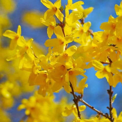 Forsythia tre