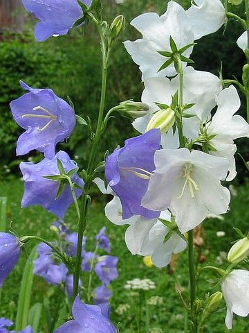 Staude fagerklokke, skogens sorte. Campanula persicifolia