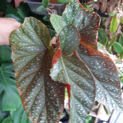 Englevinge begonia avlegger