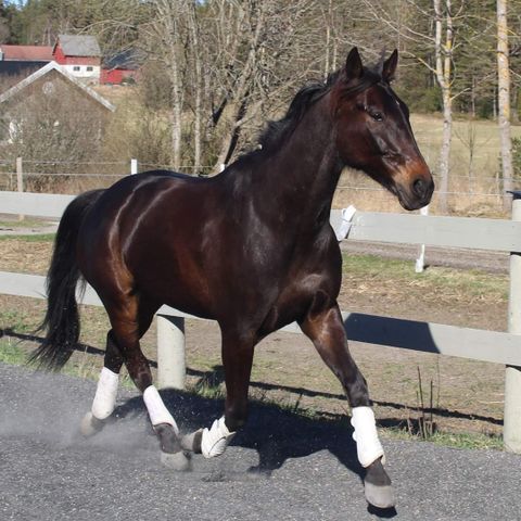 Stallplass, Utegang for hest/ponni