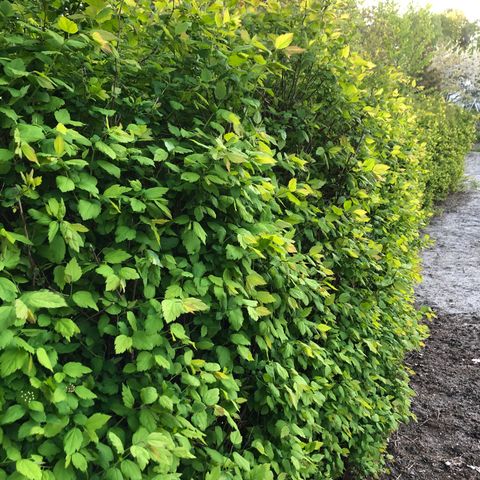 Ferdigvokst spireahekk (Bjørkebladspirea) selges på rot. Førstemann til mølla!