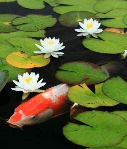 Bonsai Water Lily Seeds & Plants - Mini Lotus for Aquarium and your Home