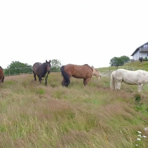 Sommerbeite ledig på Nykirke, 1 plass igjen