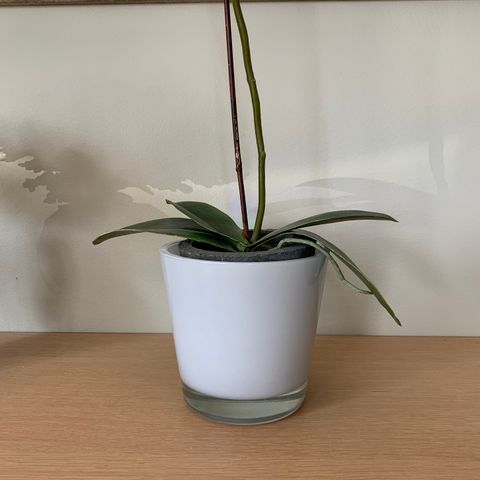 Shishi/Slettvoll orkidepotte i hvit glass.Ø 13 cm