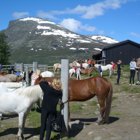 Hester settes ut på fôr