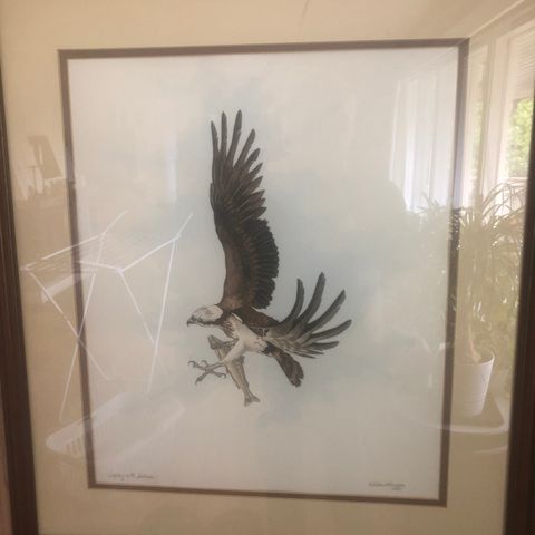 Osprey with Salomon - orginalt maleri