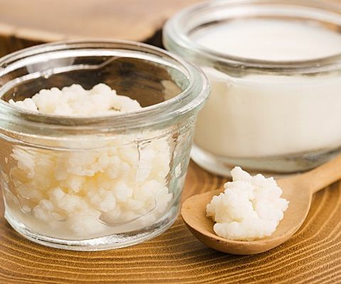 Økologiske melke kefirkorn til hjemmelaget kefir / kefir grains