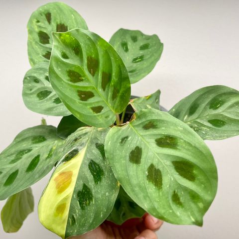 Maranta leuconeura kerchoveana variegata