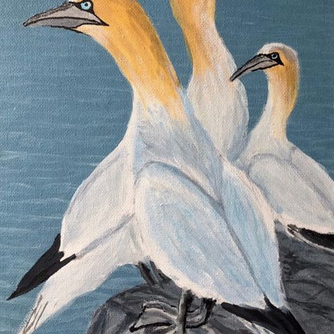 MALERI. — «Gannets»