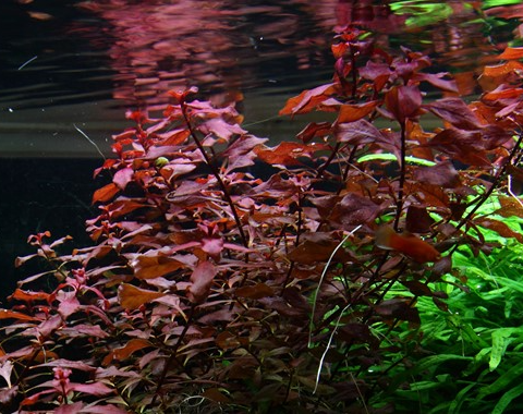 Ludwigia palustris 'Super Red'