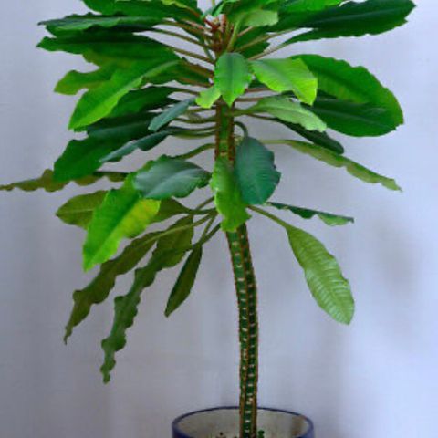 Madagascar Jewel/Euphorbia leiconeura 🪴