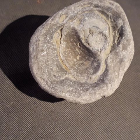 Stor fossil