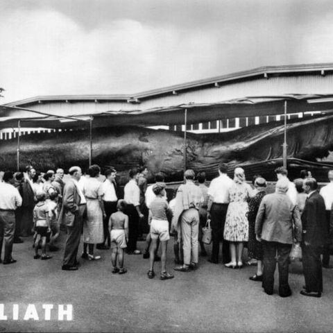 POSTKORT TRONDHEIM Folk i kø ved kjempehvalen GOLIATH i 1954