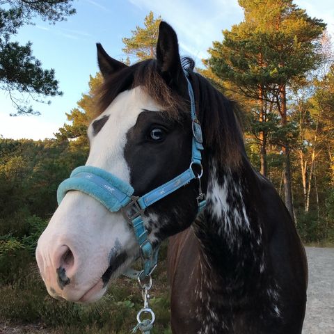 Forrytter/delfor ønskes til Breeze!