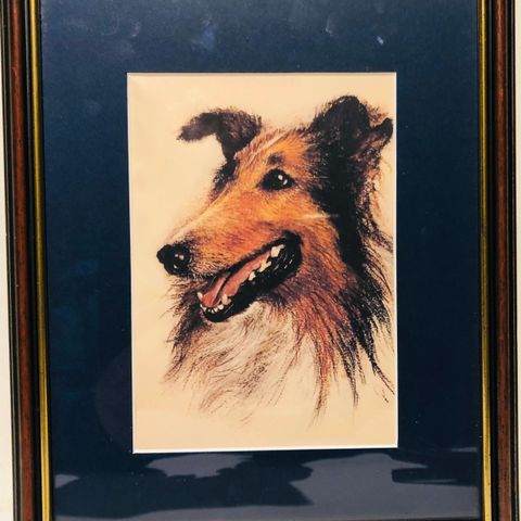 Collie