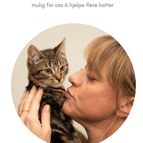Adopter en tidligere hjemløs katt fra Hjelp Katten org