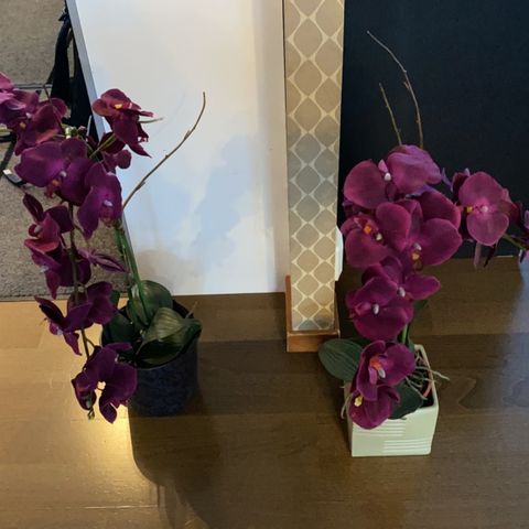 2 store orkidèer med potter selges for 400