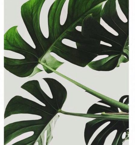 Monstera /Grønn plante Plakat (u/ramme)