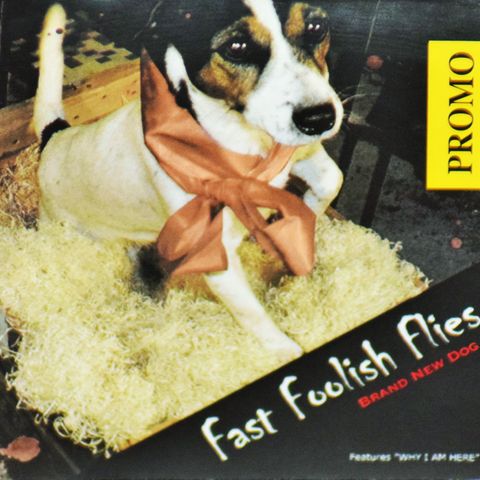 Fast Foolish Flies – Brand New Dog, promo