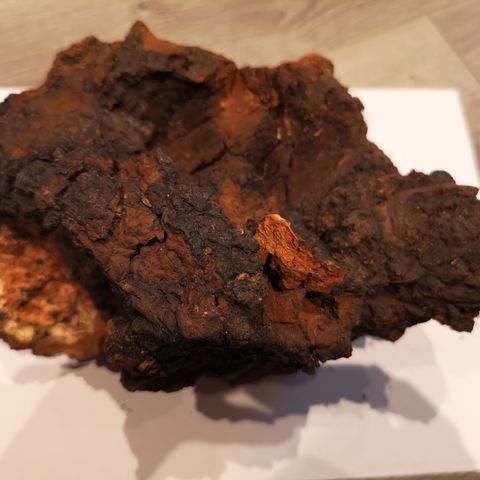 Chaga