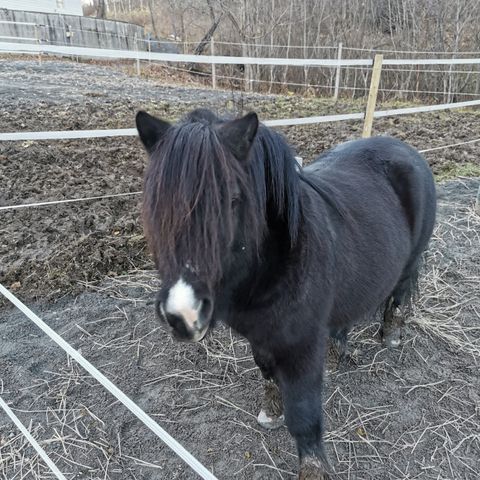 Fantastisk ponni søker rytter