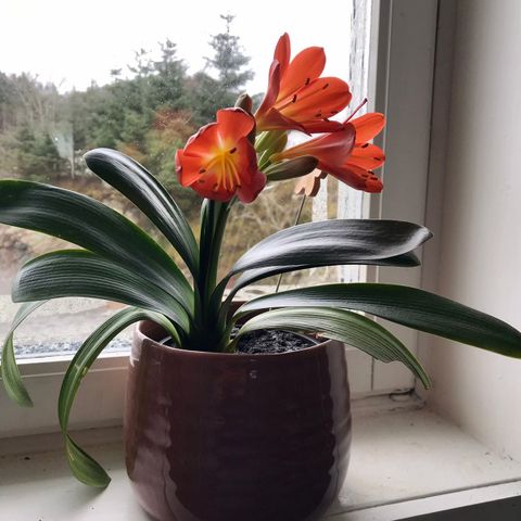 Clivia potteplante