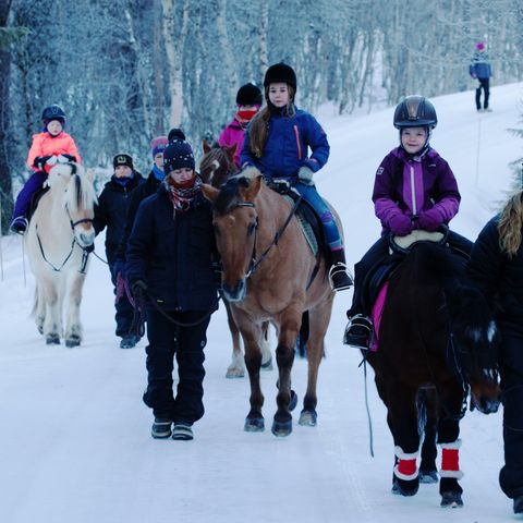 Hest til terapiridning ønskes kjøpt