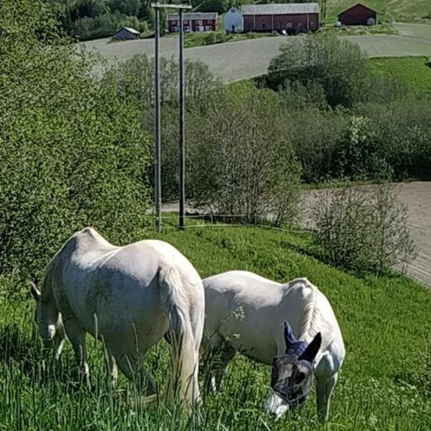 Utegangsplass ledig i Buvika