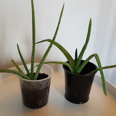 Aloe vera - planter