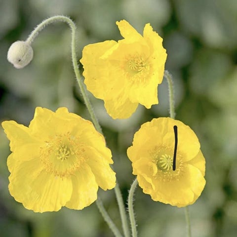 Annonsebilde