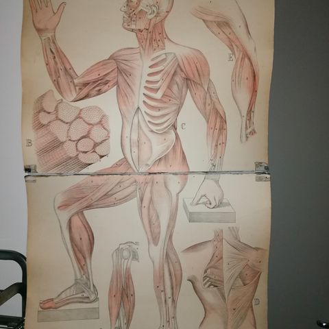 skoleplansje, anatomi