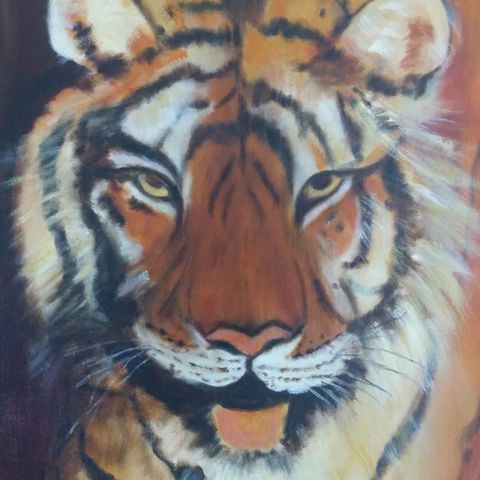 Eye Of The Tiger. Majestetisk Bengalsk Tiger motiv. O. Silseth