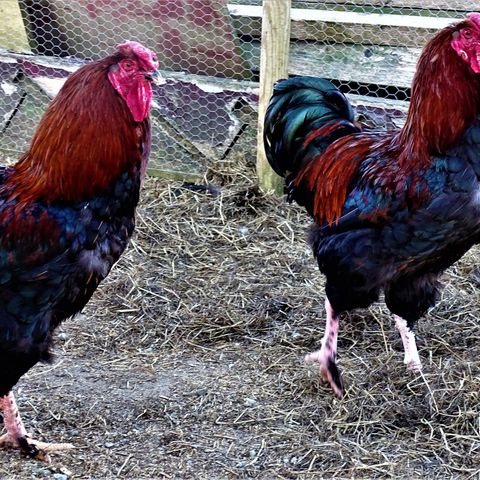 Krysning haner Marans&Aurocaner