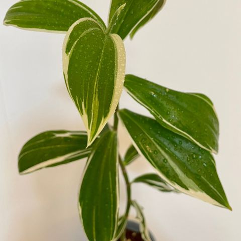 Costus arabicus variegatus