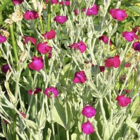 Annonsebilde