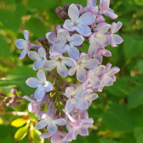 Annonsebilde