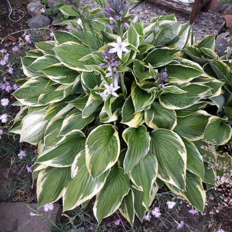 Hosta (obs. Stiklinger) stauder