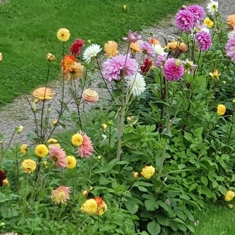 Annonsebilde