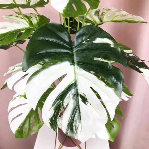 Monstera Variegata (Kunstig Plante) Levers uten potte.Nytt parti kommet