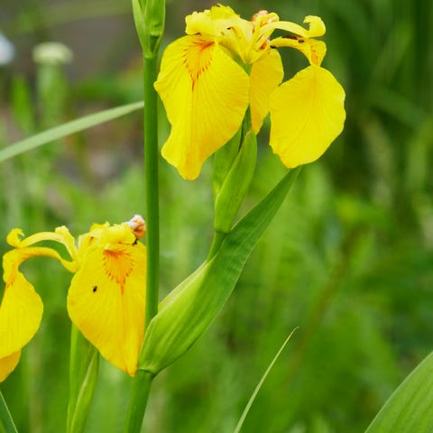 Annonsebilde